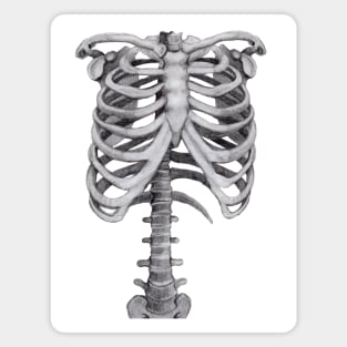 Ribs Sketch - Anatomy Drawing - Skeleton Magnet